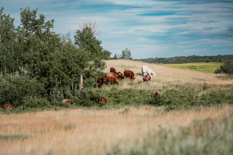 Shorthorn Group Summer Pasture