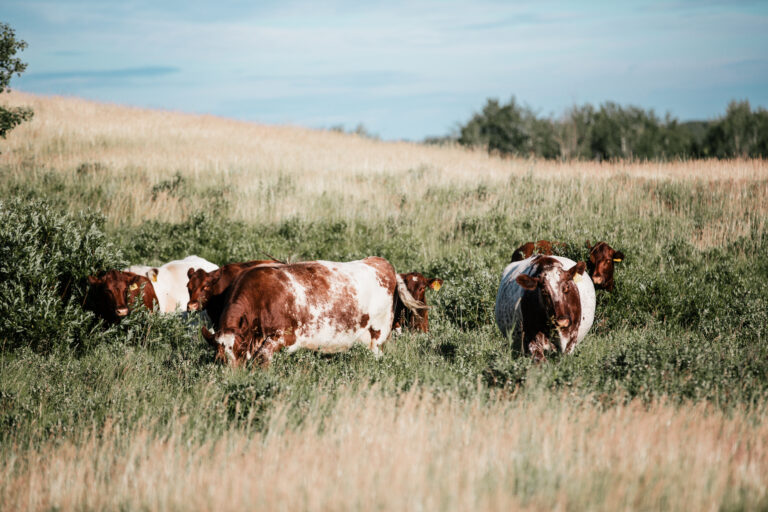 Roan Shorthorn Cattle On Summer Pasture.