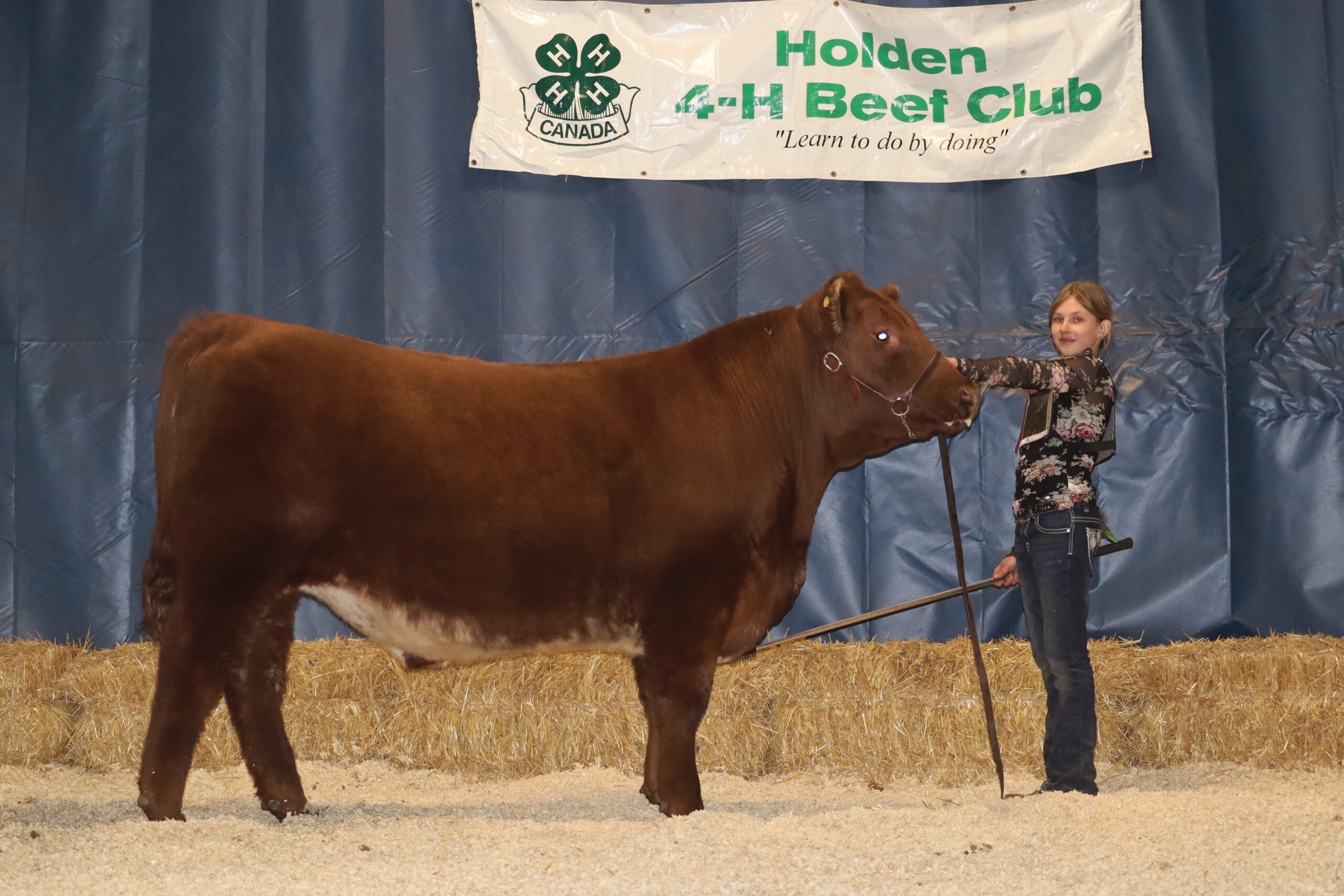 Lingley's Kruz 7L Grand Champion Steer Holden 4-H Club.