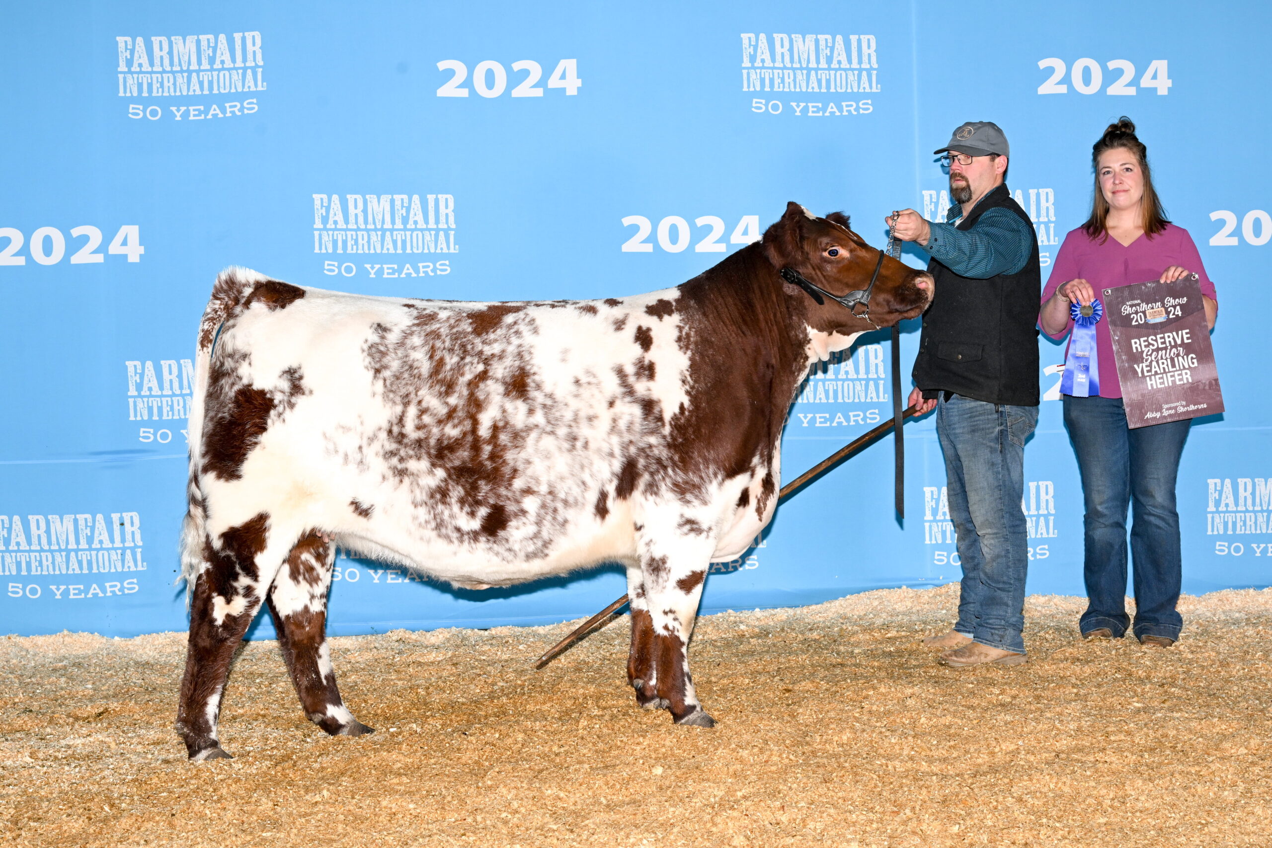 Lingley's Duchess 16L Reserve Sr Yearling Heifer.