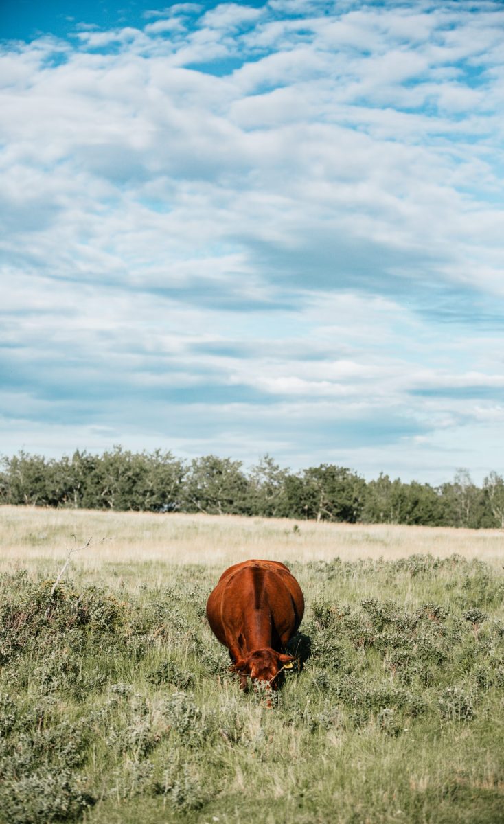 WBL 33F Red Shorthorn Cow Summer Pasture